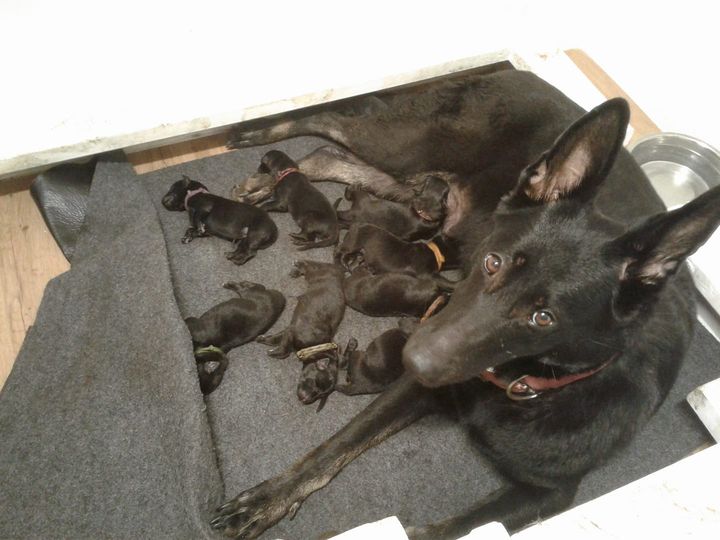 Raven's Puppies at The Puppy Motel