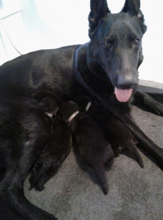 Sasha Delite and Puppies at Marsh Run Kennels