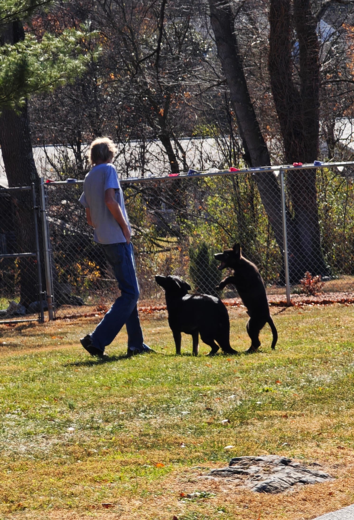 The Dogman Playing at The Puppy Motel with the Black Bear German Shepherds®