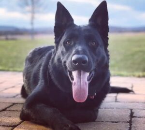 A Black Bear German Shepherd® dog named Oakley sunning himself at The Puppy Motel