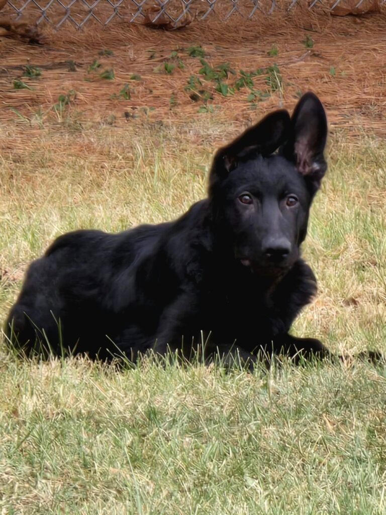 Midnight Diamond a Black Bear German puppy is laying in the grass sunning himself at The Puppy Motel