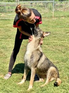 Raven a Panda German Shepherd dog gives kisses to one of the staff during some one on one time while boarding at Marsh Run Kennels