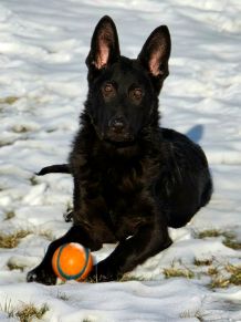 Midnight Diamond is a Black Bear German Shepherd® dog taking a break from playing in the snow with his orange ball at Marsh Run Kennels Puppy Motel Dog boarding and daycare center