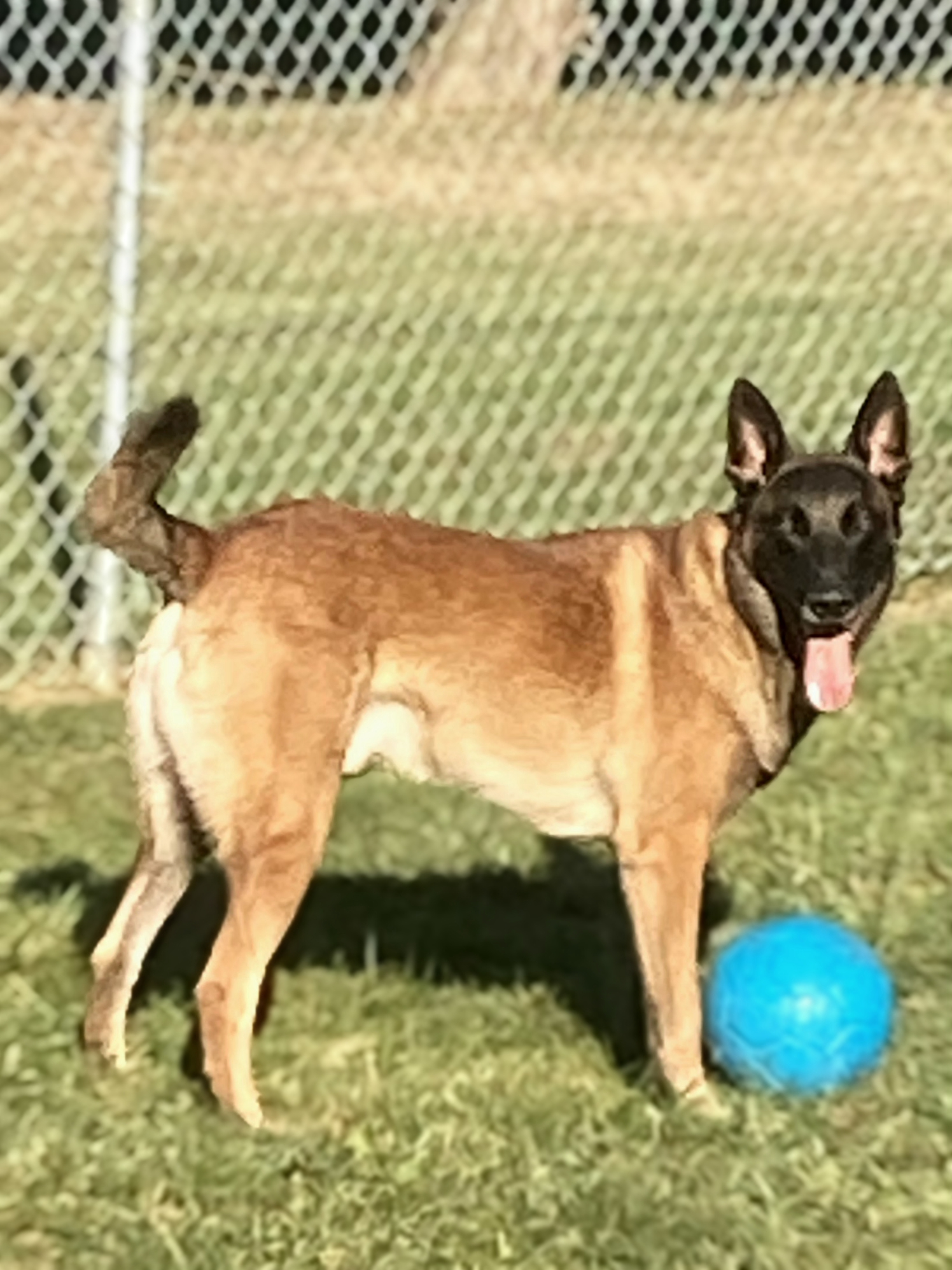 Flint the Belgian Malinois loves playing ball during his stay at The Puppy Motel