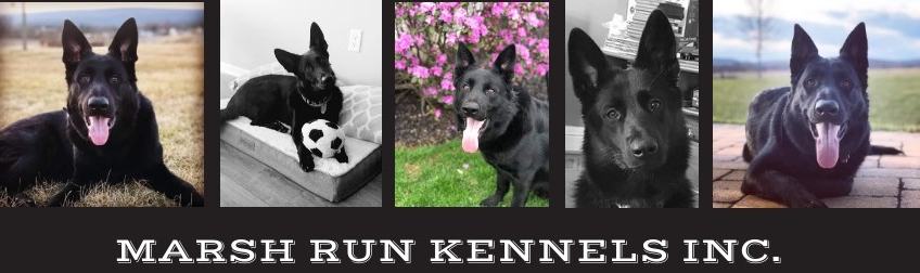 Collage of 5 of the Black Bear German Shepherds® whelped at Marsh Run Kennels