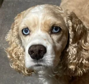 Angus blonde cocker spaniel Angus is a blonde cocker spaniel with blue eyes